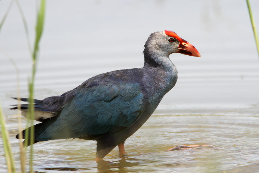 Grey-headed Swamphen wading in water